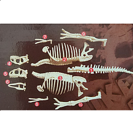 Комплект за изкопаване на вкаменелости, Тиранозавър Рекс